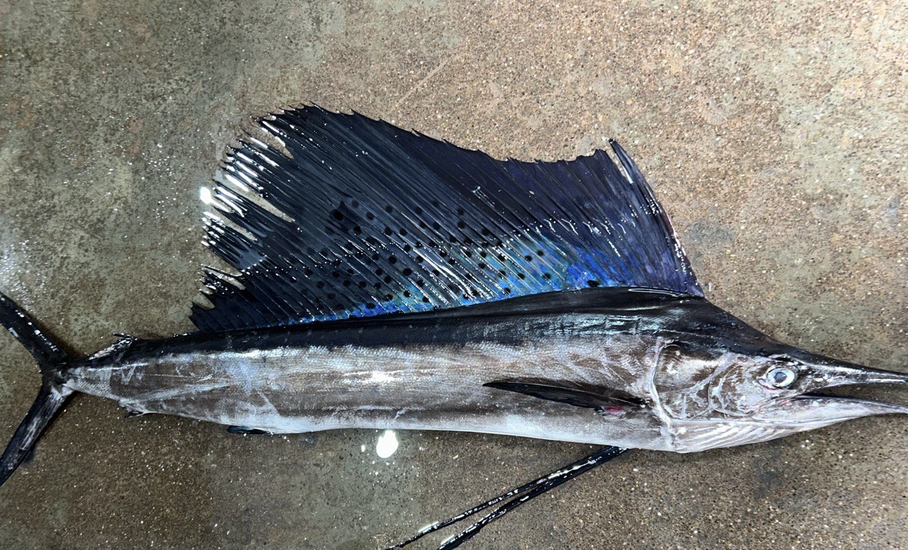Inam Fish Company gallery